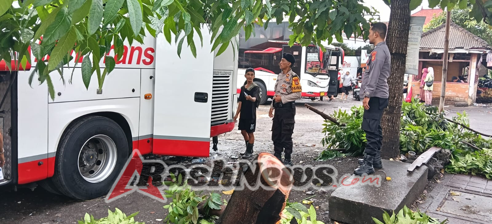 Pohon Cemara Tumbang di Sesetan Timpa Mobil, Arus Lalu Lintas Sempat Terganggu
