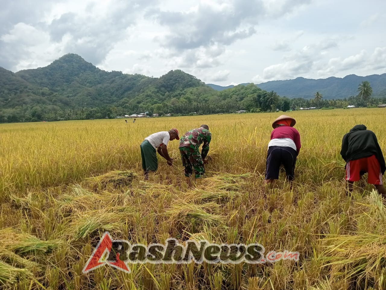 TNI AD Hadir di Tengah Masyarakat: Babinsa Koramil Maurole Sukses Gelar Han Pangan dan Komsos