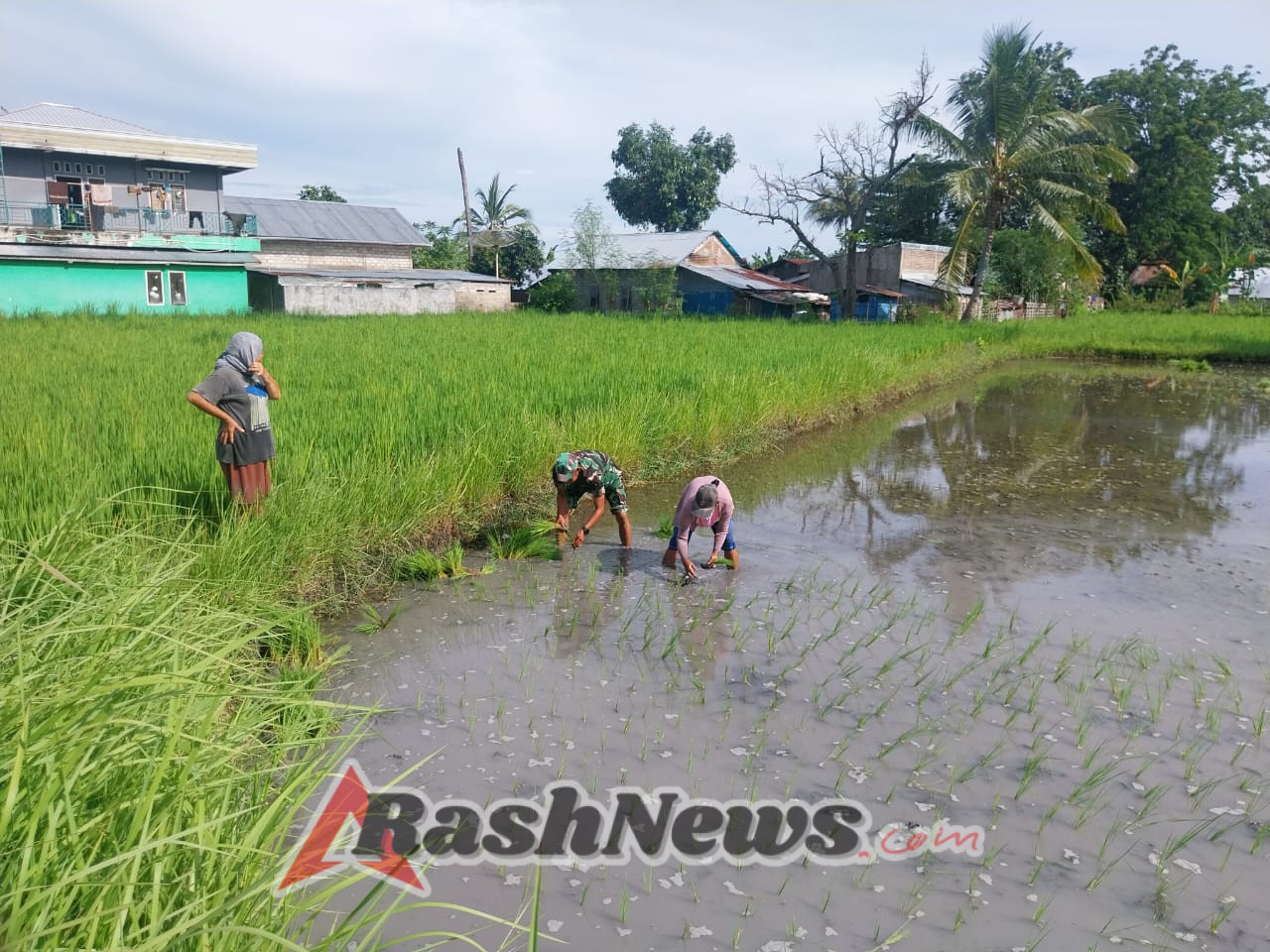 TNI Hadir untuk Petani: Babinsa Koramil 1612-04/Pota Serka A. Malik Bangun Kebersamaan Lewat Pendampingan Pertanian