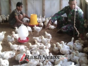 Babinsa Koramil 01/Loli Rawat Ternak Ayam Potong di Sela Kegiatan Dinas