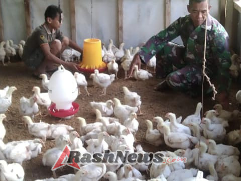 Babinsa Koramil 01/Loli Rawat Ternak Ayam Potong di Sela Kegiatan Dinas