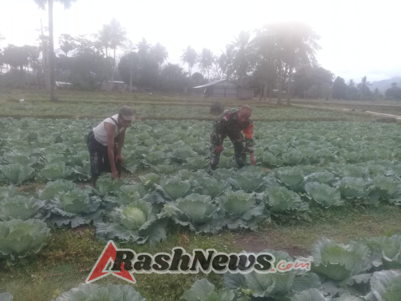 Babinsa Koramil 1618-05/Biut Dampingi Petani Sayur Kol di Desa Tualene