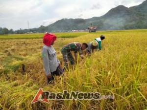 Babinsa Koramil 1602-04/Maurole Gelar Komsos dan Pamwil Bersama Petani