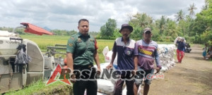 Babinsa 1617/Jembrana Serda I Ketut Nur Merta Kawal Ketahanan Pangan Lokal: Pendampingan Panen Raya di Desa Tukadaya