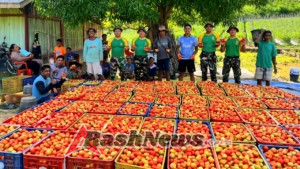 POS LOOKEU GELAR PANEN TOMAT BERSAMA WARGA PERBATASAN RI–RDTL