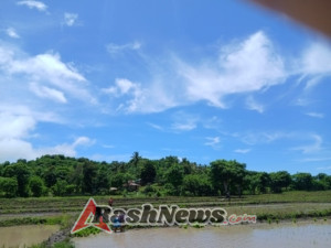 Wujud Nyata Kepedulian Babinsa, Pratu Denis Deru Peta Bantu Petani Tanam Padi di Sumba Timur