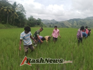 Babinsa Koramil 02/Walakaka Bersama Warga Lakukan Pemeliharaan Tanaman Padi di Desa Patiala Bawa