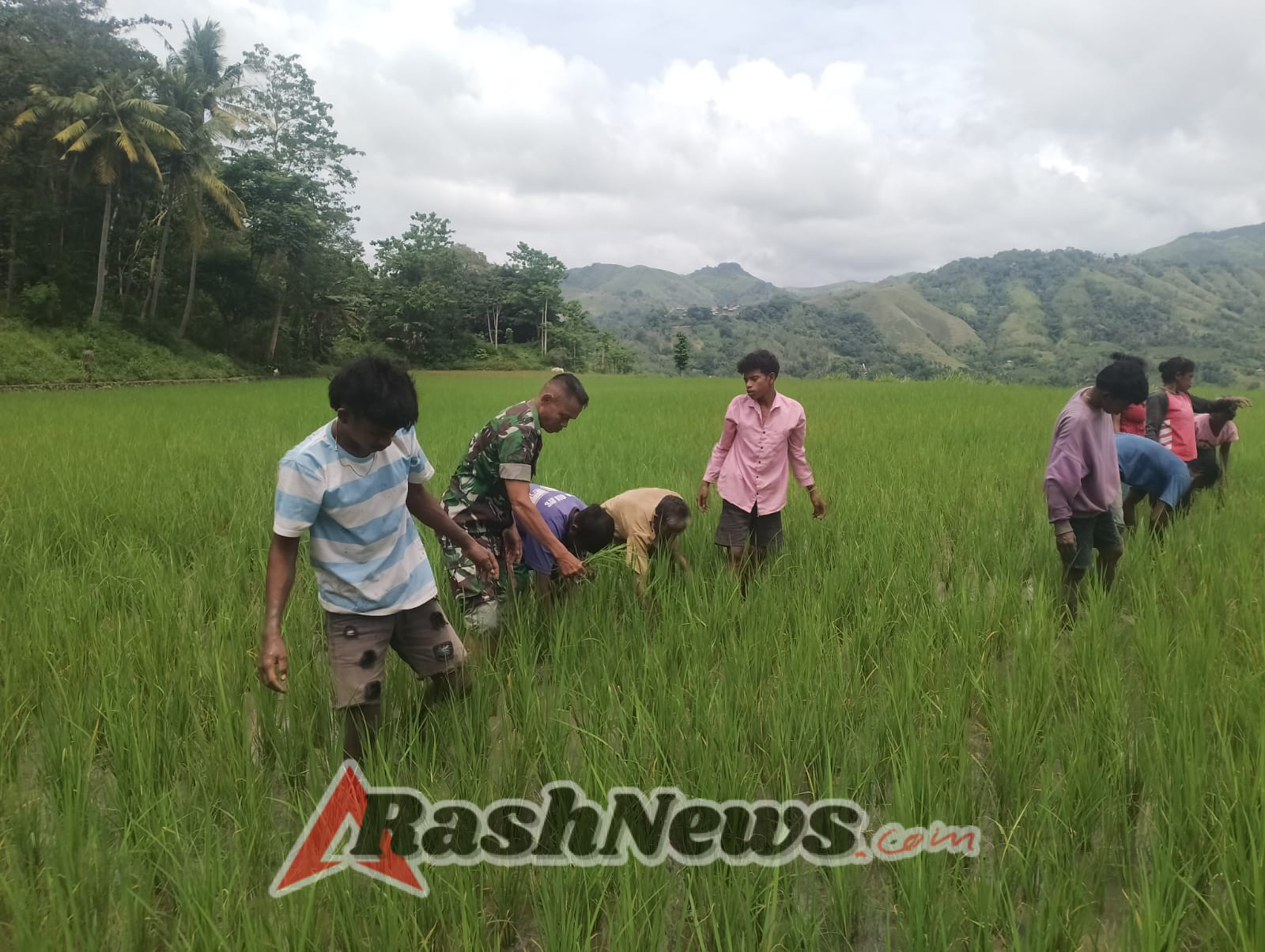Babinsa Koramil 02/Walakaka Bersama Warga Lakukan Pemeliharaan Tanaman Padi di Desa Patiala Bawa