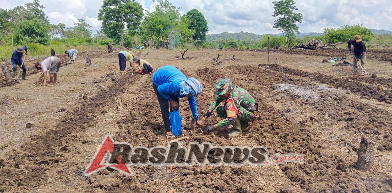 Wujud Kepedulian TNI AD, Kopda Ahmad Bantu Petani Tanam Porang di Kecamatan Lembor