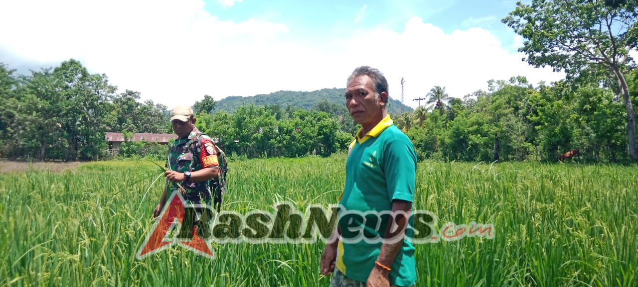 Sinergi Babinsa dan Petani, Dukung Program Ketahanan Pangan di Kecamatan Tabundung