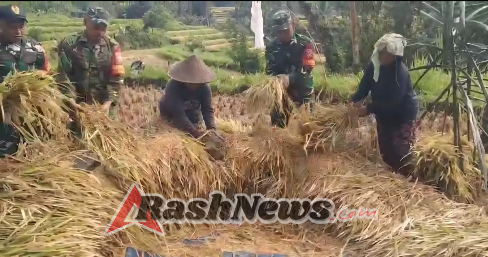 Ringankan beban kerja petani, Anggota Koramil 1623-06/Selat bantu panen padi.