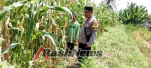 Sambang di Areal Subak Yeh Sayang Dialogis Dengan Warga Yang Sedang Membersihkan Rumput Disela Sela Tanaman Jagung.