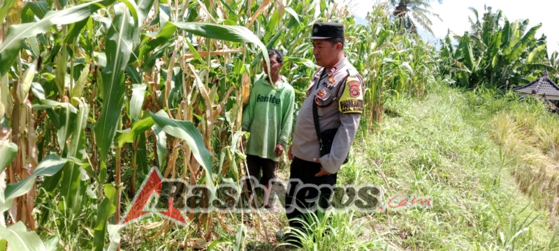 Sambang di Areal Subak Yeh Sayang Dialogis Dengan Warga Yang Sedang Membersihkan Rumput Disela Sela Tanaman Jagung.