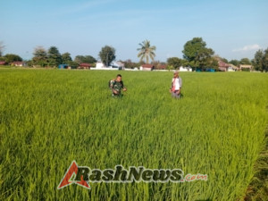 Pendampingan Tanpa Batas: Babinsa Koramil Satar Mese Wujudkan Pertanian Berkelanjutan
