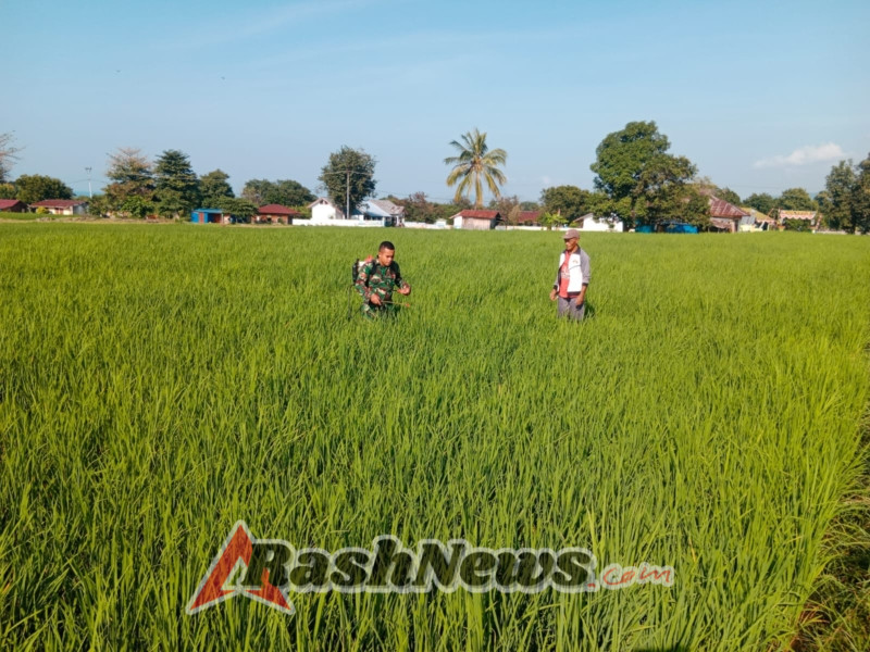 Pendampingan Tanpa Batas: Babinsa Koramil Satar Mese Wujudkan Pertanian Berkelanjutan