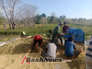 Babinsa Koramil 06/Karera Kodim 1601/Sumba Timur Bersama Petani Gelar Panen Raya