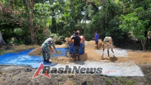 Babinsa Tanglapui Timur Bantu Petani Rontokkan Padi di Desa Air Mancur