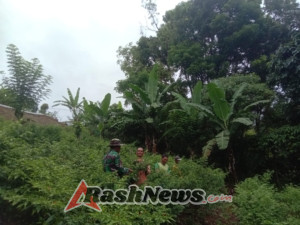 Serda Lalu Babinsa Koramil 1630-03/MP Sukseskan Panen Cabai di Desa Momol, Kecamatan Ndoso