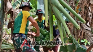 Panen Pisang di Perbatasan, Pos Motamasin dan Warga Namfalus Kian Kompak