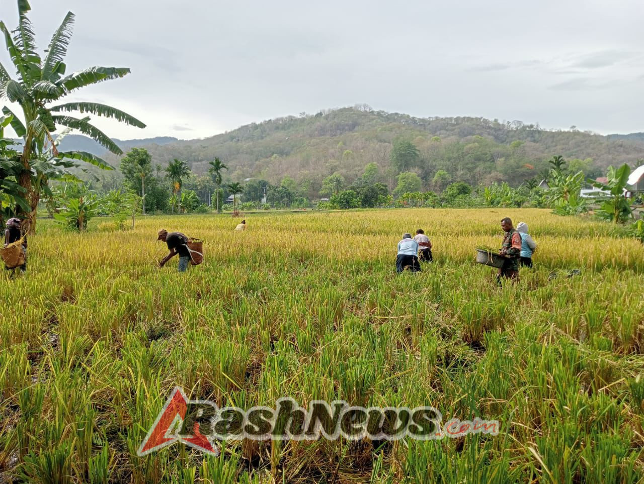 Babinsa Tulleng Dampingi Petani Laksanakan Panen di Pakilai Barat