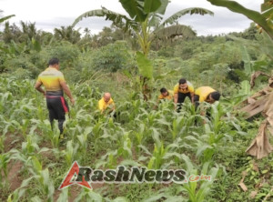 Polri Dukung Program Ketahanan Pangan, Polsek Penebel Melaksanakan Perawatan Tanamana Jagung