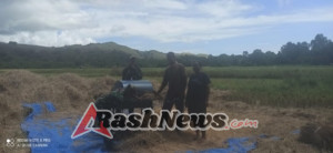 Babinsa Koramil 1602-04/Maurole Hadir di Tengah Masyarakat untuk Dukung Produksi Padi