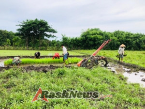 TNI Bersama Petani: Babinsa Karera Padukan Tenaga di Masa Tanam Padi