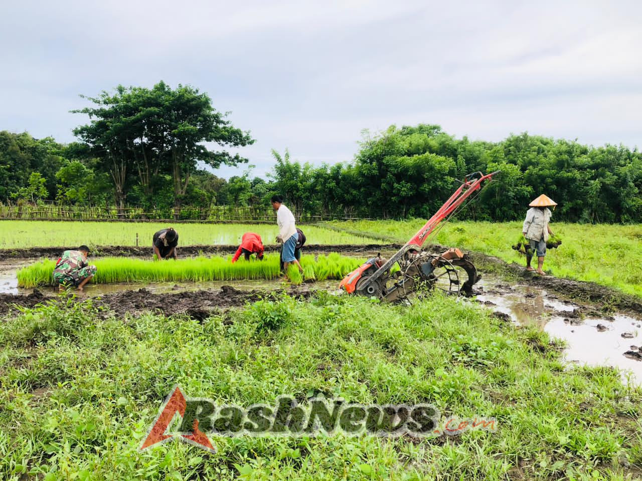 TNI Bersama Petani: Babinsa Karera Padukan Tenaga di Masa Tanam Padi