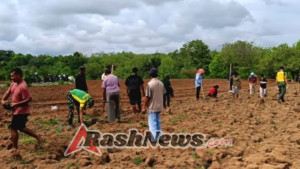 Perkuat Ketahanan Pangan, Satgas Pamtas Pos Salore Turun ke Lahan Pertanian
