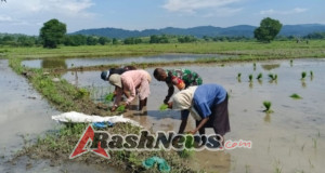 Babinsa dan Warga Oepuah Utara Bersinergi Tanam Padi di Biboki Moenleu