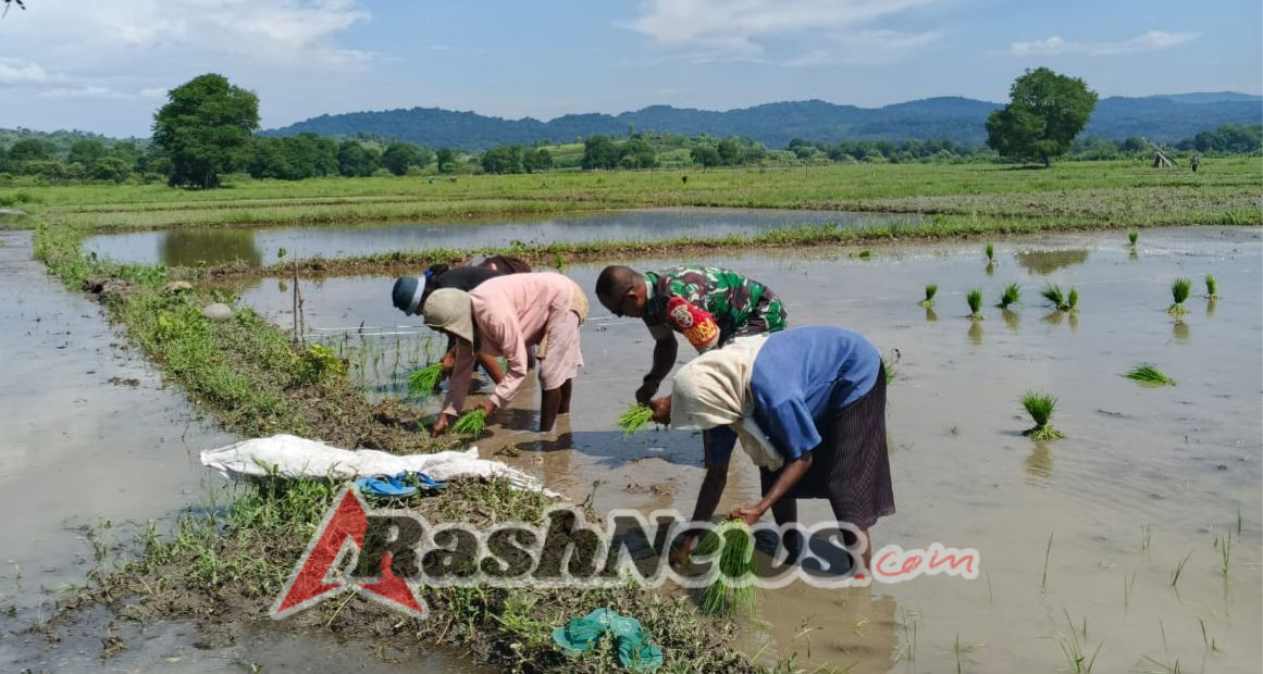 Babinsa dan Warga Oepuah Utara Bersinergi Tanam Padi di Biboki Moenleu