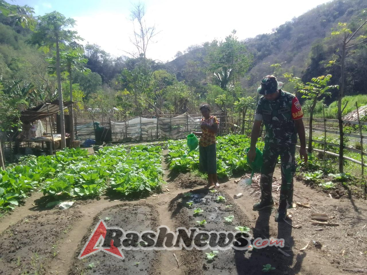 Babinsa Tarmana Bantu Petani Bersihkan Lahan Sayur di Desa Air Mancur