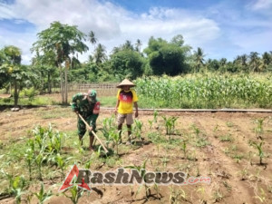 Kemanunggalan TNI-Rakyat: Babinsa Koramil 1630-03 Dampingi Petani Jagung Desa Bari Guna Pembesaran Batang dan Buah.