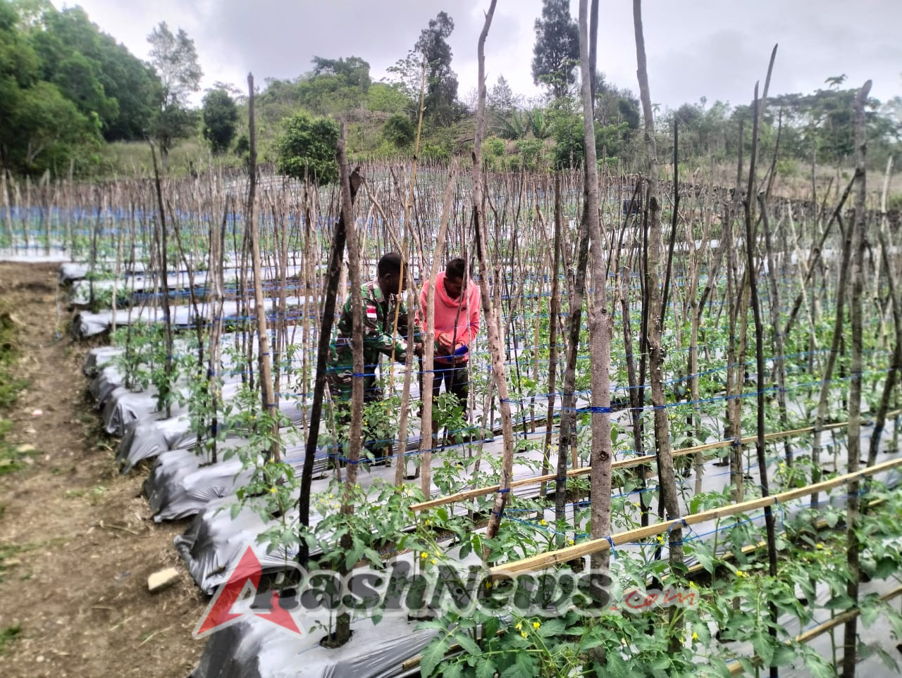 Tingkatkan Produktivitas Pertanian, Satgaster Pos Fatubesi Bawah Dampingi Petani Di Wilayah Binaan