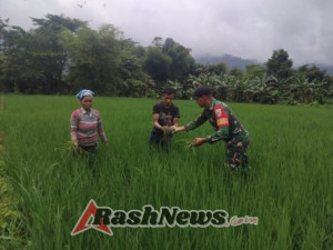 TNI AD dan Petani Bersinergi, Bersihkan Gulma Padi Demi Capai Target Ketahanan Pangan di Manggarai Barat