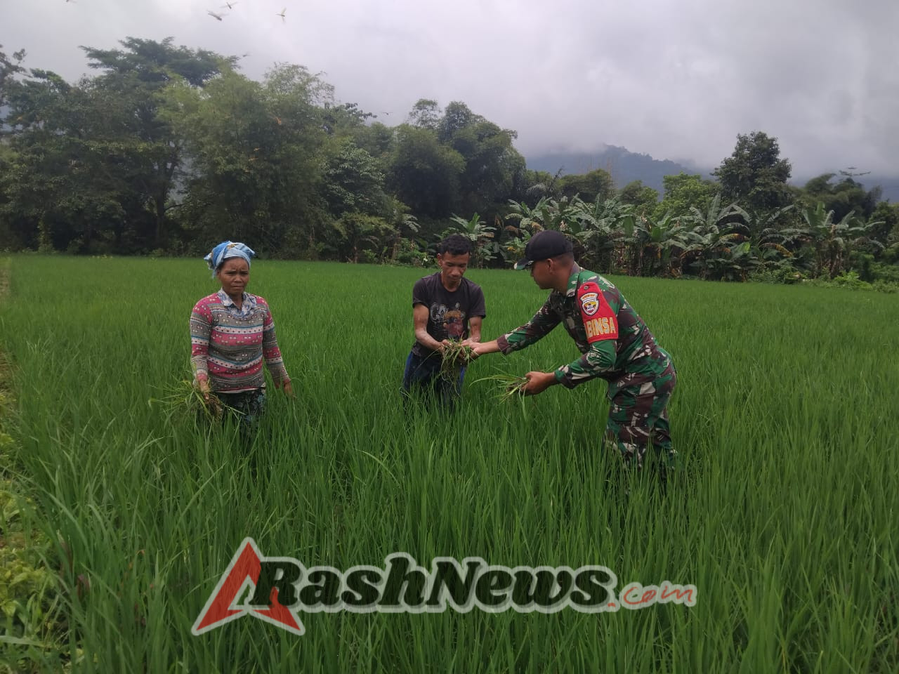 TNI AD dan Petani Bersinergi, Bersihkan Gulma Padi Demi Capai Target Ketahanan Pangan di Manggarai Barat