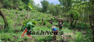 Babinsa Koramil 03/Lewoleba Beri Pendampingan Pertanian di Kampung Baru