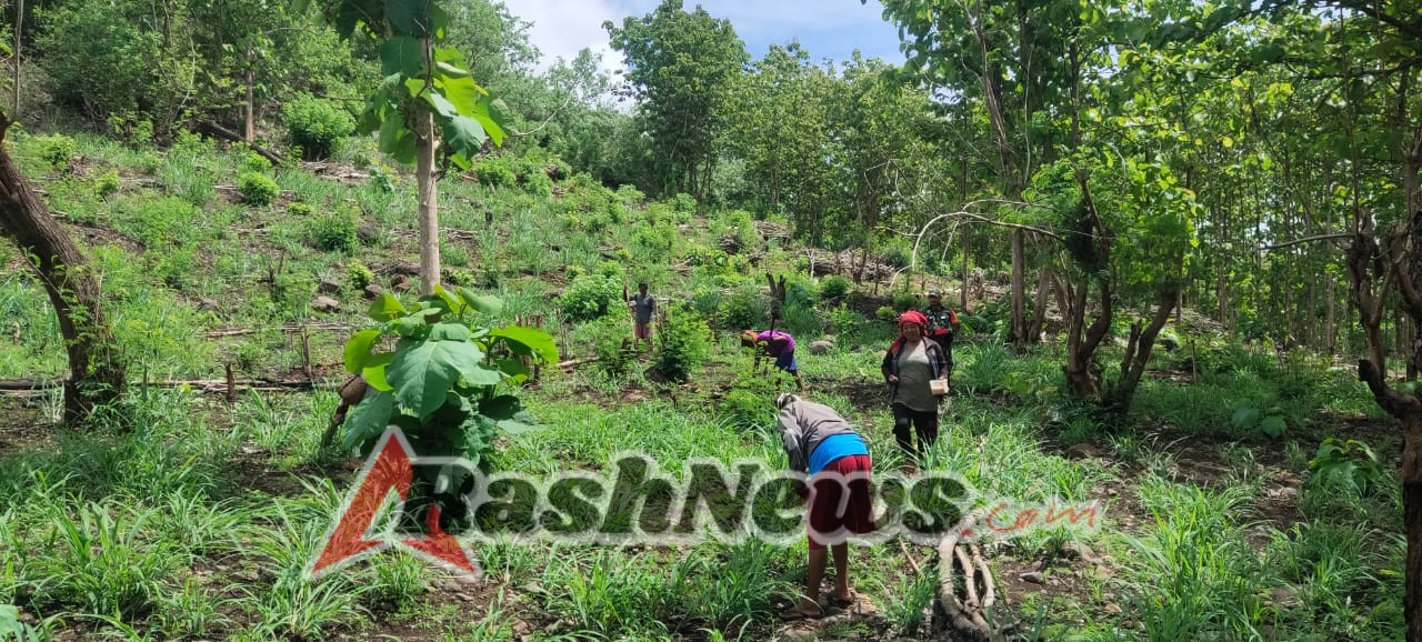 Babinsa Koramil 03/Lewoleba Beri Pendampingan Pertanian di Kampung Baru