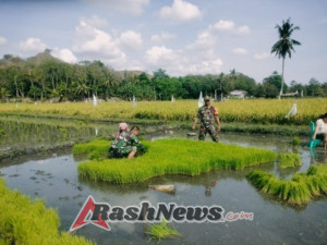 Babinsa Kodim 1601/ Sumba Timur Dampingi Petani Cabut Bibit Padi