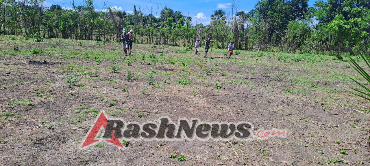 Tingkatkan Ketahanan Pangan, Babinsa Ngadungala Turun ke Lahan Jagung