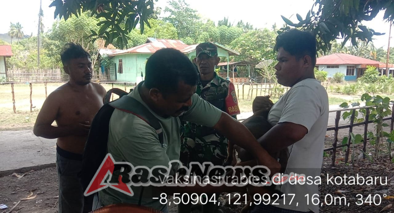 Babinsa Serka Densius Berno Aktif Dampingi Vaksinasi Hewan Ternak di Kabupaten Ende