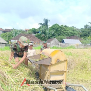 Turun ke Sawah, Babinsa Sertu Sukajaya Motivasi Petani Capai Hasil Panen Maksimal