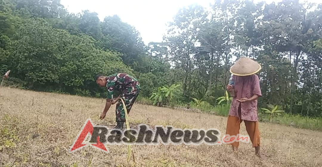 Dukung Ketahanan Pangan, Babinsa Sakti Bantu Petani Tanam Jagung