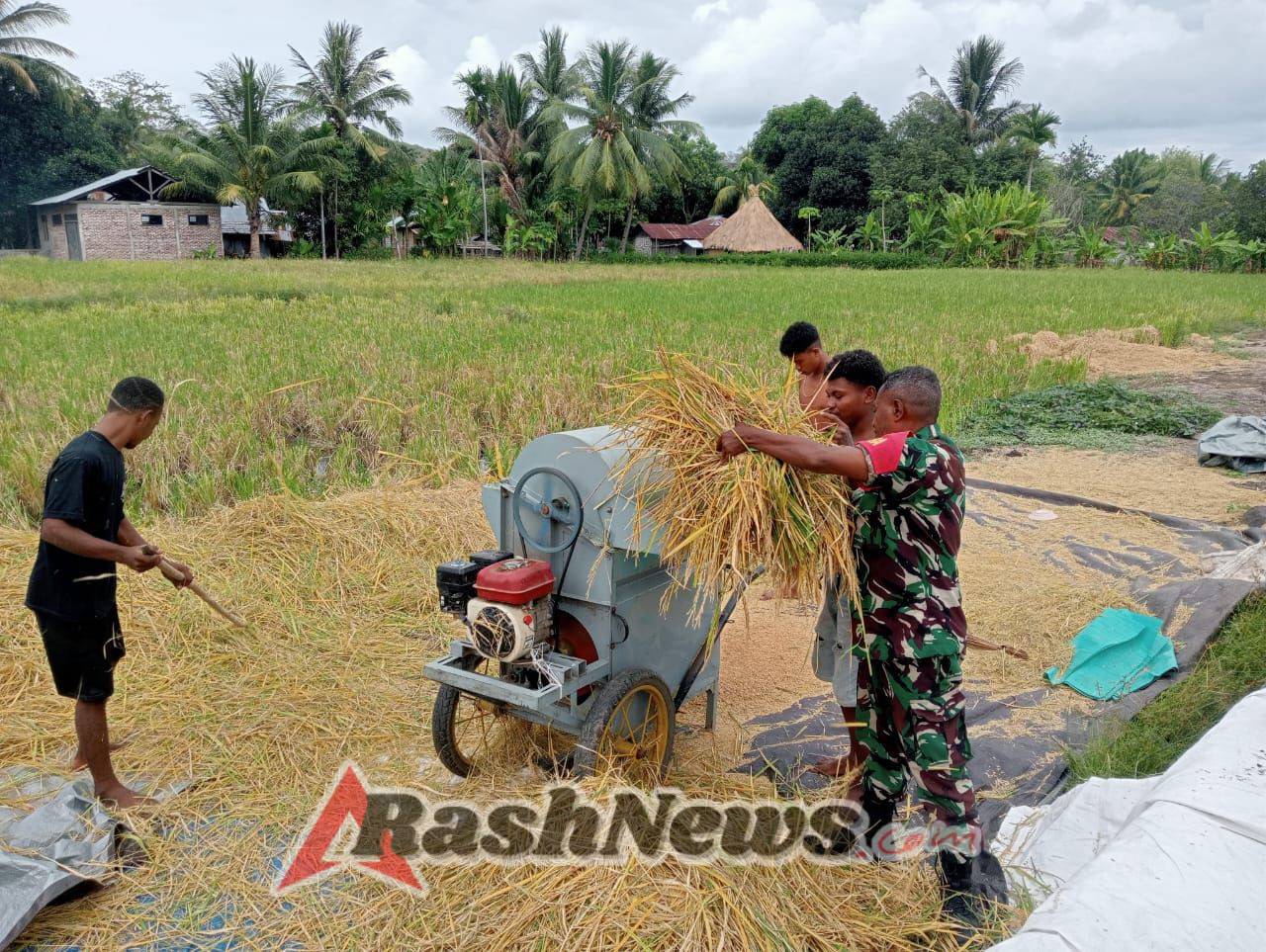 Dukungan Babinsa Tingkatkan Produktivitas Panen Padi di Pakilai Barat
