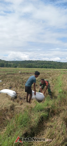 Dukung Ketahanan Pangan, Babinsa Koramil 03 Turun Langsung Bantu Panen Padi