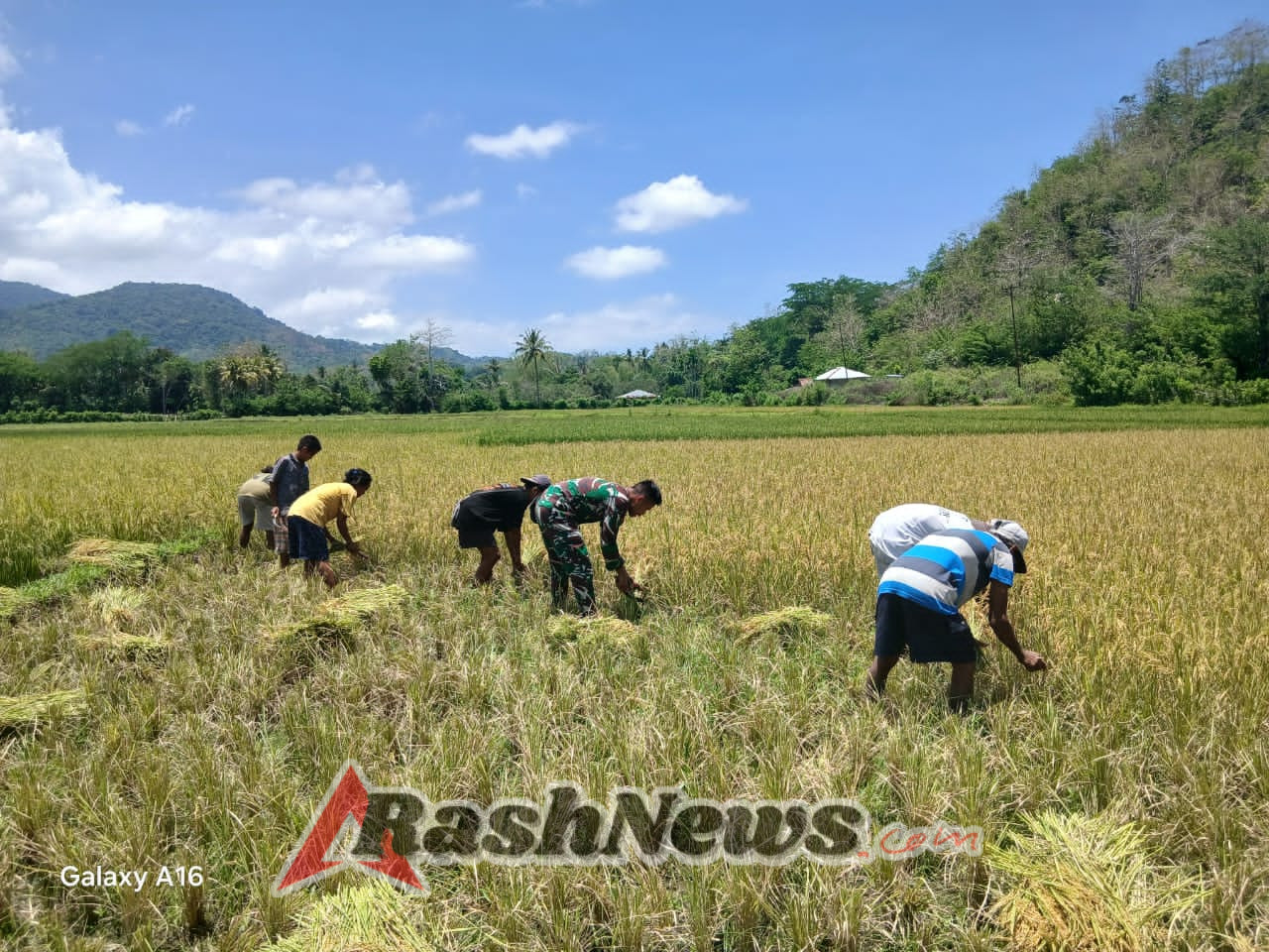 Wujud Kepedulian, Babinsa Tabundung Terjun Langsung Bantu Panen Padi