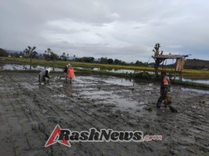 Perkuat Kemanunggalan TNI-Rakyat, Babinsa Ikut Tanam Padi di Desa Wanga