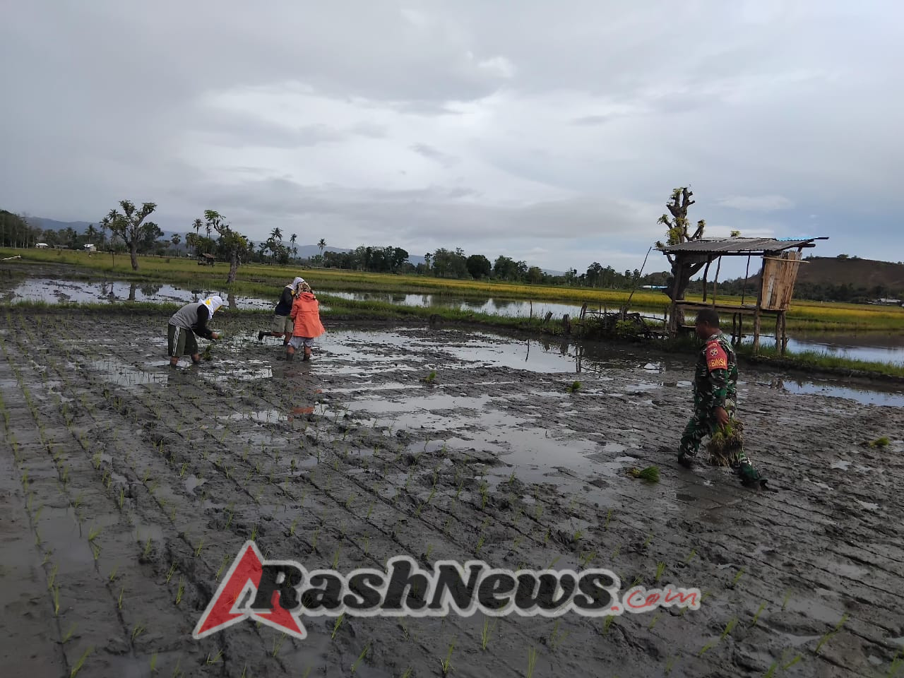 Perkuat Kemanunggalan TNI-Rakyat, Babinsa Ikut Tanam Padi di Desa Wanga
