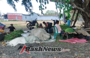 Babinsa Aktif Dampingi Petani, Dorong Produksi Pangan Lebih Berkualitas