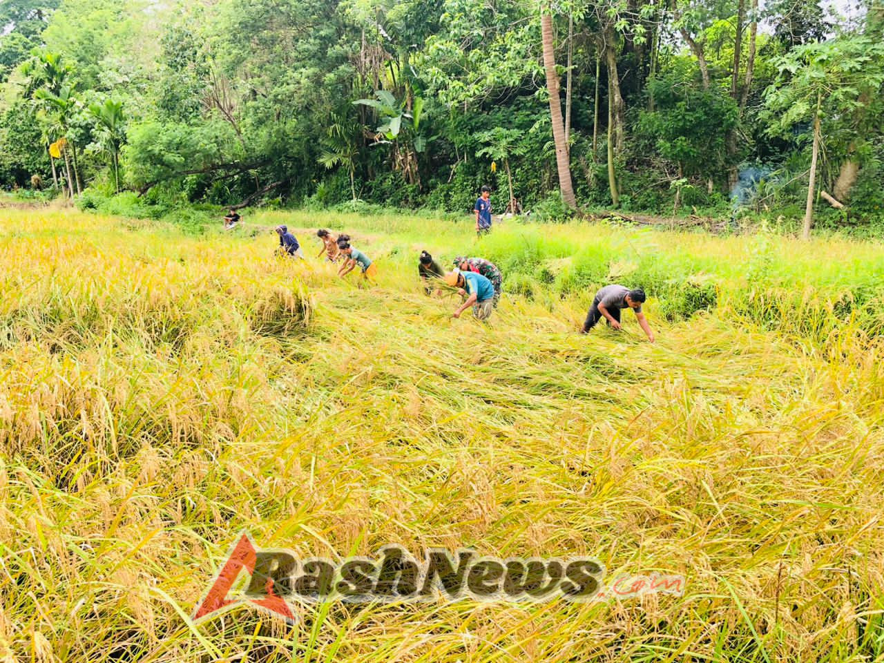Wujud Kepedulian, Babinsa Karera Bersama Petani Laksanakan Panen Padi